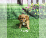 Small #17 Cavalier King Charles Spaniel