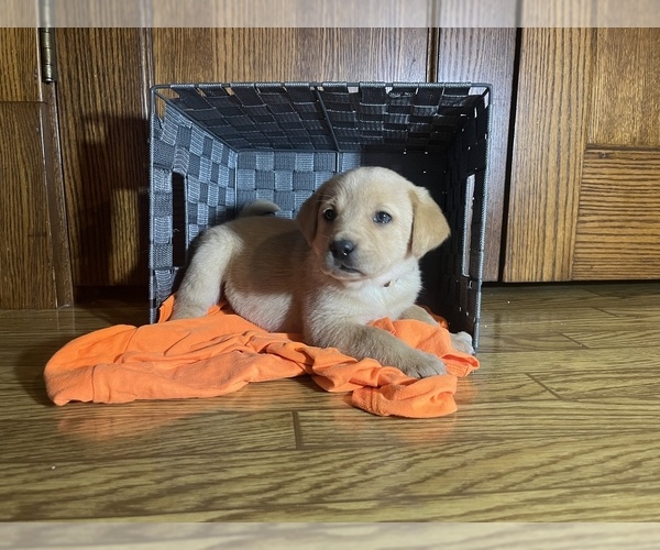 Full screen Photo #2 Labrador Retriever Puppy For Sale in CADWELL, IL, USA
