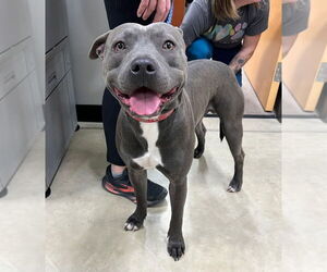 American Staffordshire Terrier Dogs for adoption in Pierceton , IN, USA