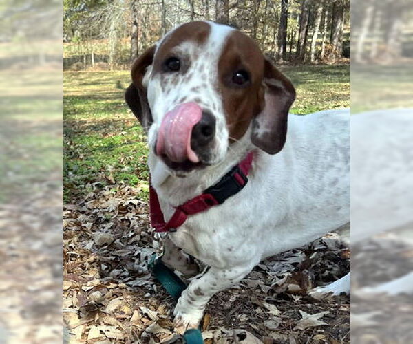 Medium Photo #6 Basset Hound-Unknown Mix Puppy For Sale in Deepwater, NJ, USA