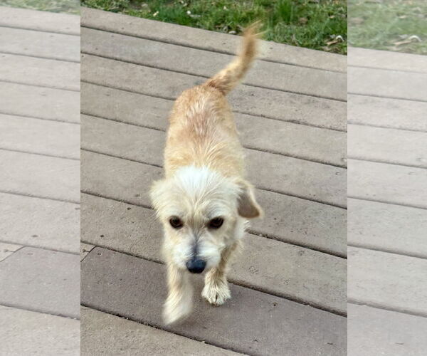 Medium Photo #3 Mutt Puppy For Sale in Omaha, NE, USA