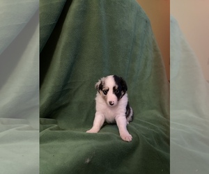 Shetland Sheepdog Puppy for sale in DOVER, MO, USA