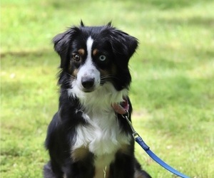 Mother of the Miniature Australian Shepherd puppies born on 11/05/2025
