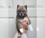 Small Photo #3 Pomsky Puppy For Sale in DIX HILLS, NY, USA