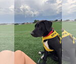 Small #4 American Pit Bull Terrier Mix