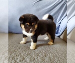 Shiba Inu Puppy for sale in HUNTINGTON, IN, USA