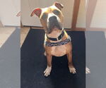 Small #14 Boxer-German Shepherd Dog Mix