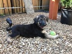Small Photo #1 German Shepherd Dog Puppy For Sale in CHICAGO, IL, USA