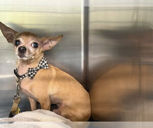 Chihuahua Dogs for adoption in Grand Prairie, TX, USA