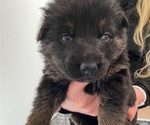 Small Photo #24 German Shepherd Dog Puppy For Sale in INMAN, SC, USA