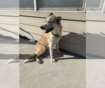 Small #1 Mutt