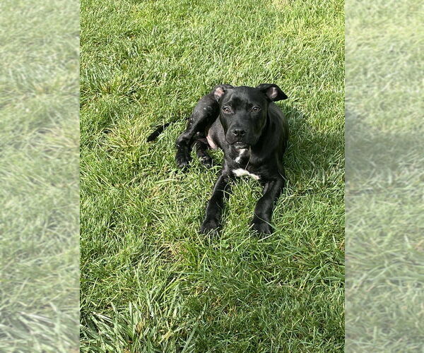 Medium Photo #8 American Pit Bull Terrier-American Staffordshire Terrier Mix Puppy For Sale in Wenonah, NJ, USA