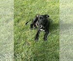 Small #7 American Pit Bull Terrier-American Staffordshire Terrier Mix