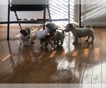 Small Photo #13 Jack Russell Terrier Puppy For Sale in CHANTILLY, VA, USA