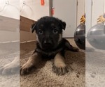 Small Photo #7 German Shepherd Dog Puppy For Sale in OAKDALE, MN, USA