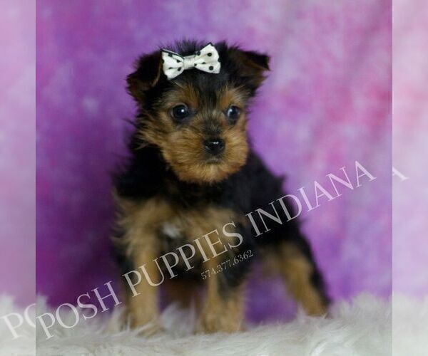 Medium Photo #4 Yorkshire Terrier Puppy For Sale in WARSAW, IN, USA