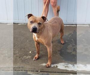 American Pit Bull Terrier Dogs for adoption in Louisville, KY, USA