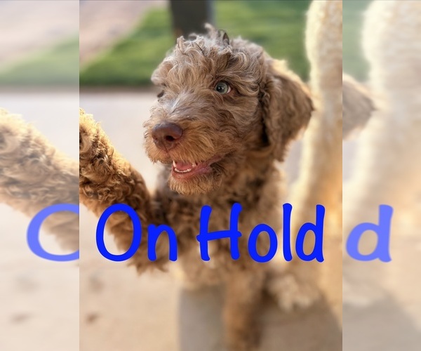 Medium Photo #26 Poodle (Standard) Puppy For Sale in APACHE JUNCTION, AZ, USA