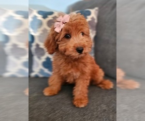 Goldendoodle Puppy for sale in INDIANAPOLIS, IN, USA