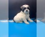 Small Photo #5 Maltipoo-Shih Tzu Mix Puppy For Sale in SAINT AUGUSTINE, FL, USA