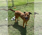 Small Photo #3 American Bulldog-German Shepherd Dog Mix Puppy For Sale in Glenwood, GA, USA