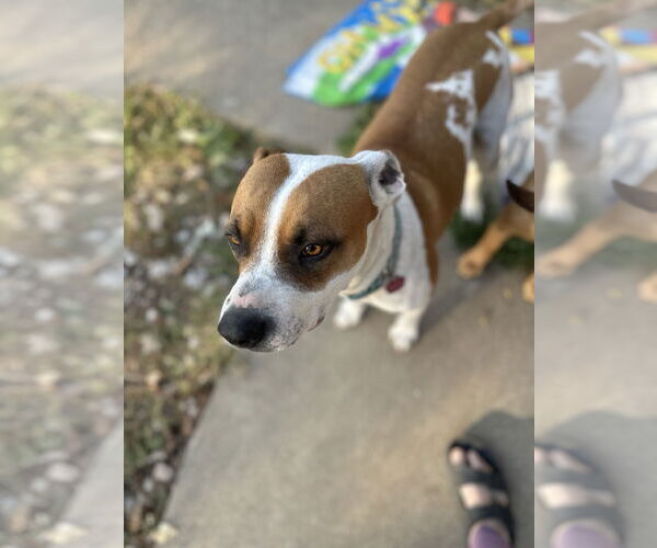 Medium Photo #3 American Staffordshire Terrier-Boxer Mix Puppy For Sale in Overland Park, KS, USA