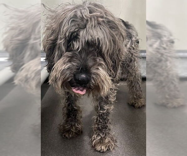 Medium Photo #1 - Mix Puppy For Sale in Forestville, MD, USA