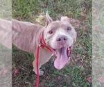 Small American Bulldog Mix