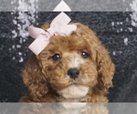 Puppy Vivi AKC Poodle (Toy)