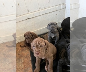 Neapolitan Mastiff Puppy for sale in BEAUMONT, CA, USA