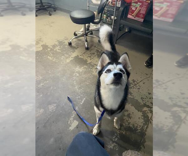 Medium Photo #1 Siberian Husky Puppy For Sale in Tallahassee, FL, USA