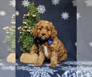 Cavapoo Puppy for sale in QUARRYVILLE, PA, USA