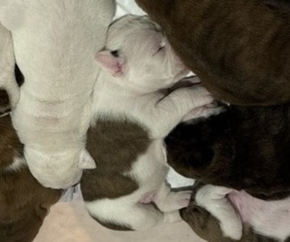 Medium Photo #25 Olde English Bulldogge Puppy For Sale in ALDEN, MN, USA
