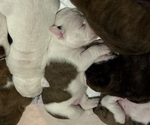 Small Photo #25 Olde English Bulldogge Puppy For Sale in ALDEN, MN, USA