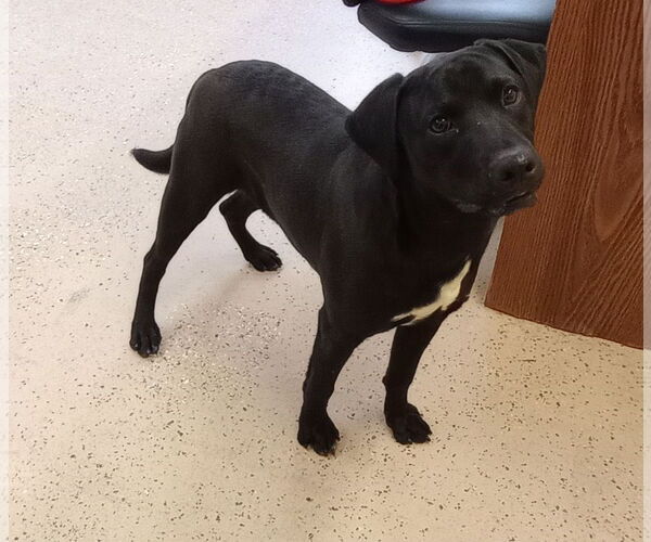 Medium Photo #5 Labrador Retriever-Pembroke Welsh Corgi Mix Puppy For Sale in York, SC, USA