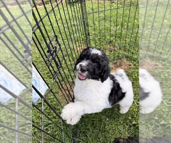 Medium Photo #7 Aussiedoodle Puppy For Sale in ASHEVILLE, NC, USA