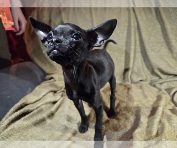 Medium Photo #2 Chug Puppy For Sale in HILLSDALE, MI, USA