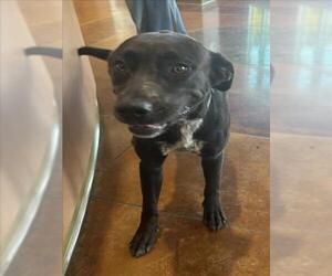 Labrador Retriever-Unknown Mix Dogs for adoption in Texas City, TX, USA