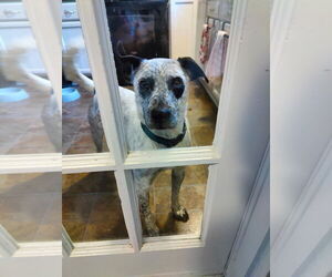 Mutt Dogs for adoption in garner, NC, USA