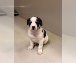 Australian Shepherd-Siberian Husky Mix Dogs for adoption in South Lake Tahoe, CA, USA