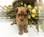 Puppy 2 YorkiePoo