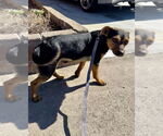 Small #3 Dachshund Mix