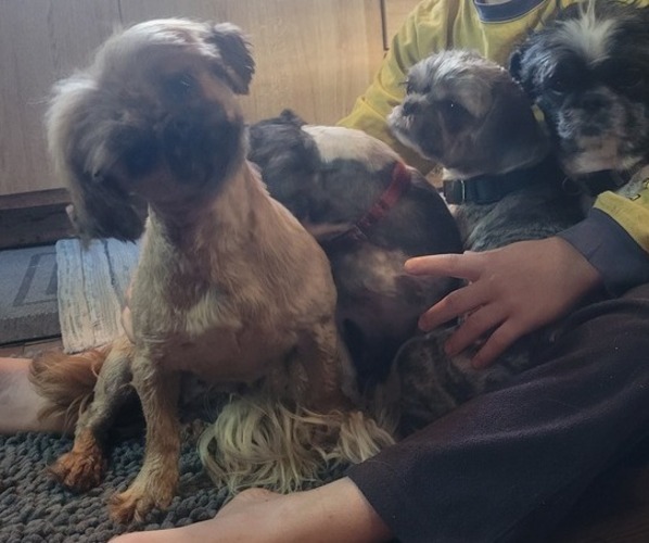 Medium Photo #3 Shih Tzu Puppy For Sale in AKRON, OH, USA