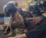 Small #2 Shih Tzu