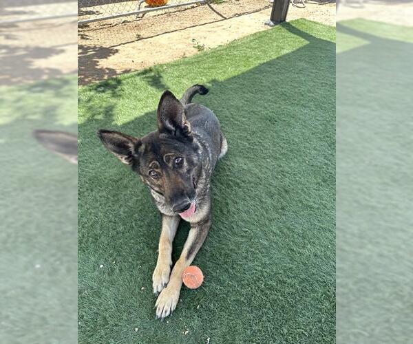 Medium Photo #1 Holland Shepherd Puppy For Sale in HESPERIA, CA, USA