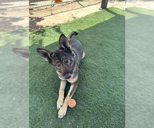 Holland Shepherd Dogs for adoption in HESPERIA, CA, USA