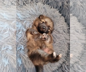 Pomeranian Puppy for sale in HOUSTON, TX, USA