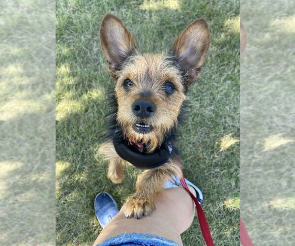 Medium Photo #16 Mutt Puppy For Sale in Mundelein, IL, USA