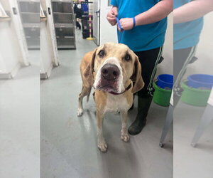 Great Dane Dogs for adoption in Bullard, TX, USA