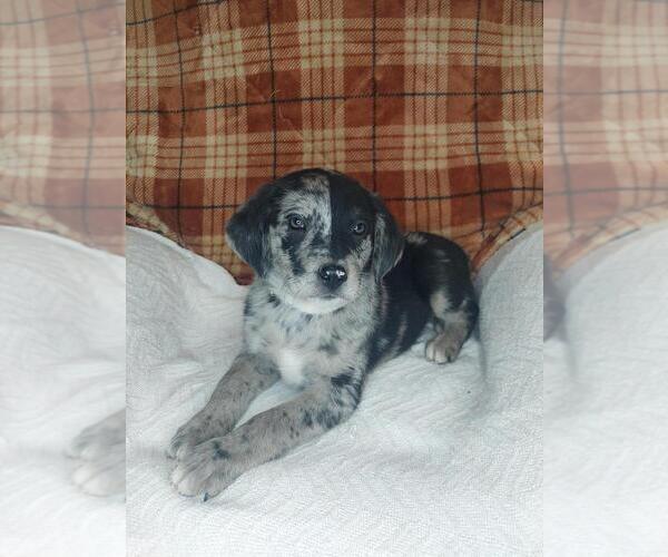 Medium Photo #2 Sheprador Puppy For Sale in LEWISBURG, KY, USA